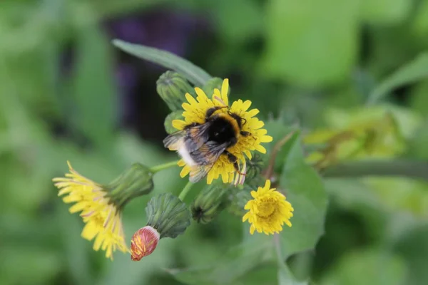 Bee Söka Efter Pollen Gula Blommor Vilda Maskros Offentlig Park — Stockfoto
