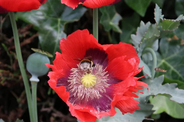 Bee in a red flower head of big poppy papaver flower