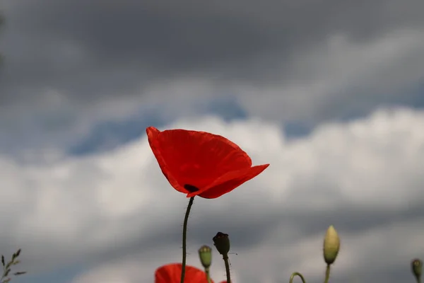 Red Poppy Flower Dark Clouds Sky Background — Stock Photo, Image