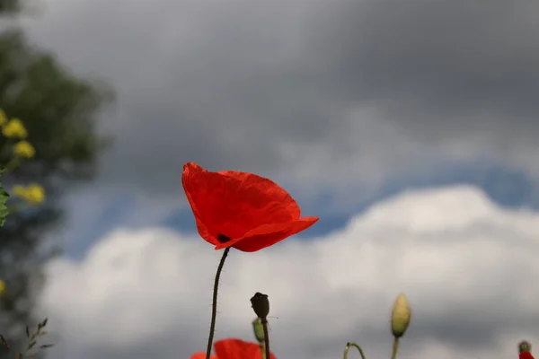 Red poppy flower with dark clouds in the sky as background.