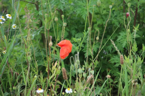 Rödfärgad Vallmo Blommor Det Vilda Nieuwerkerk Aan Den Ijssel — Stockfoto