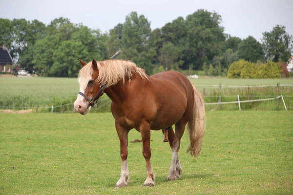 Cavallo Bruno Nero Prato Moordrecht Nei Paesi Bassi — Foto Stock