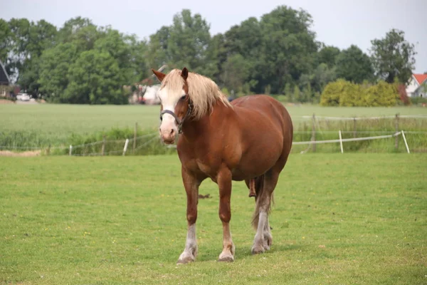 Cavalo Marrom Preto Prado Moordrecht Países Baixos — Fotografia de Stock