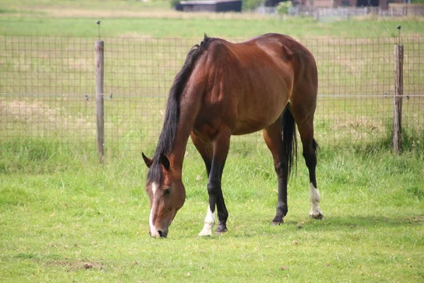 Braunes Und Schwarzes Pferd Auf Einer Wiese Moordrecht — Stockfoto