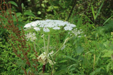 Capelle aan den Ijssel insanlar ve hayvanlara zarar verebilir yol kenarında Hogweed çiçekler