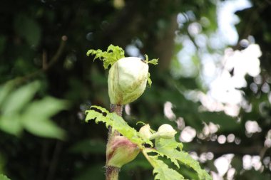 Capelle aan den Ijssel insanlar ve hayvanlara zarar verebilir yol kenarında Hogweed çiçekler