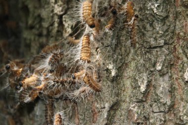 oak processionary caterpillars in a nest on trees in the Netherlands clipart