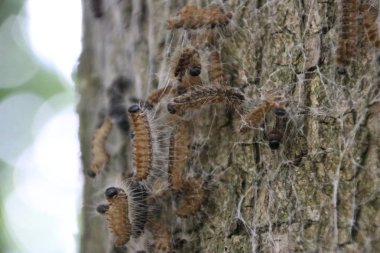 Hollanda 'da ağaçlardaki bir yuvada meşe alayı tırtılları