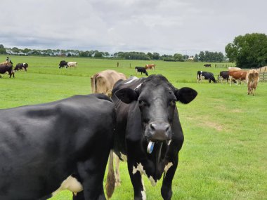 Moordrecht, Hollanda 'da Meadows üzerinde merakla kırmızı ve siyah inekler