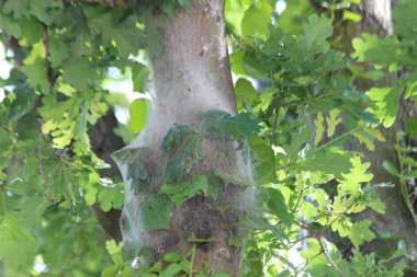 oak processionary caterpillars in a nest on trees in the Netherlands clipart
