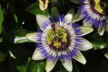 Hollanda 'da bir bahçede bir Passiflora çiçek yakın çekim.