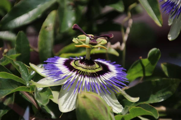 Hollanda Bir Bahçede Bir Passiflora Çiçek Yakın Çekim — Stok fotoğraf