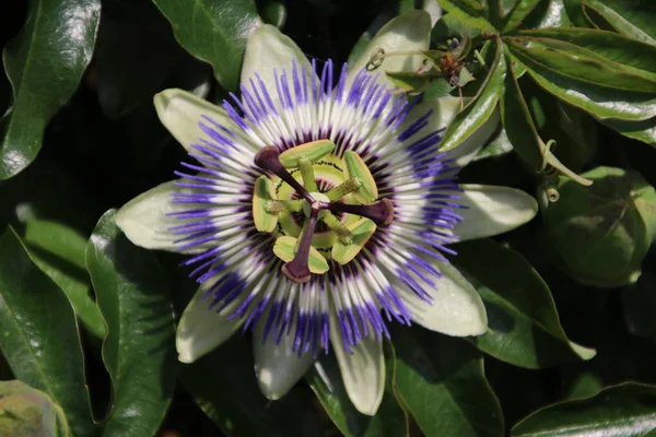 Close Passiflora Flower Garden Netherlands — Stock Photo, Image