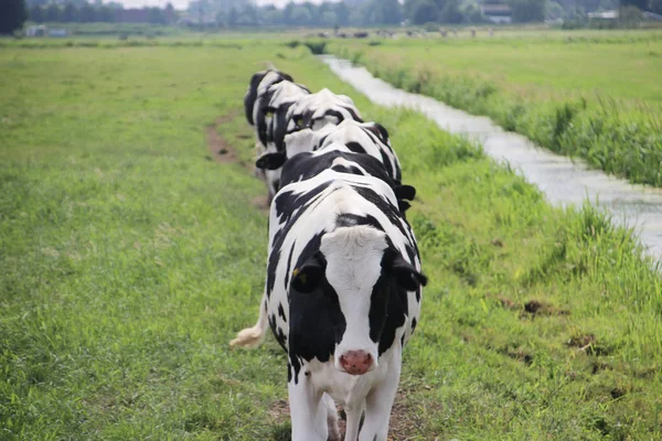 Vacas Rojas Negras Curiosamente Los Prados Moordrecht Países Bajos —  Fotos de Stock