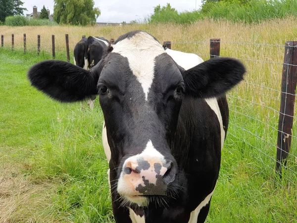 Vaches Rouges Noires Curieusement Sur Les Prairies Moordrecht Pays Bas — Photo