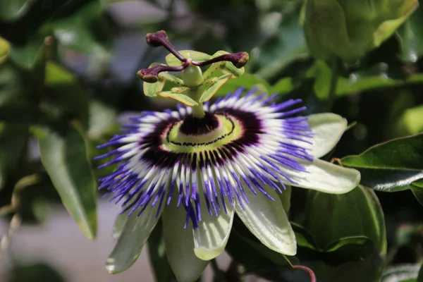 Close Passiflora Flower Garden Netherlands — Stock Photo, Image