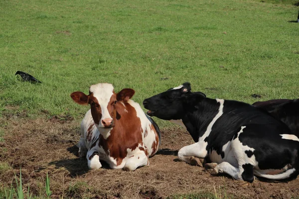 Vaches Rouges Noires Curieusement Sur Les Prairies Moordrecht Pays Bas — Photo