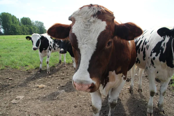 Vacas Rojas Negras Curiosamente Los Prados Moordrecht Países Bajos —  Fotos de Stock