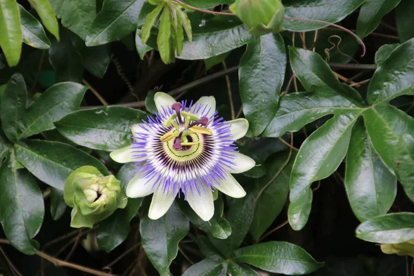 Hollanda Bir Bahçede Bir Passiflora Çiçek Yakın Çekim — Stok fotoğraf