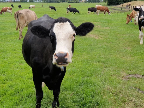 Vaches Rouges Noires Curieusement Sur Les Prairies Moordrecht Pays Bas — Photo