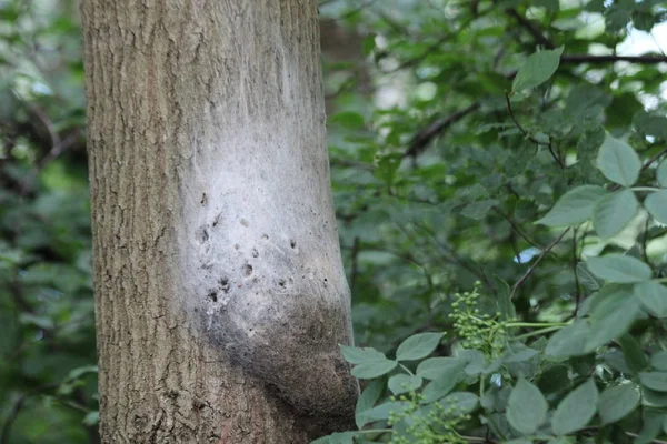 Eiken Processionaire Rupsen Een Nest Bomen Nederland Stockfoto