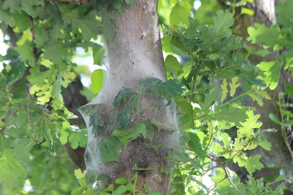 Eiken Processionaire Rupsen Een Nest Bomen Nederland Stockfoto