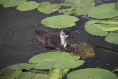 Nieuwerkerk aan den Ijssel Halka Kanalı'nda nilüfer yaprakları arasında Avrupa coot Chicks