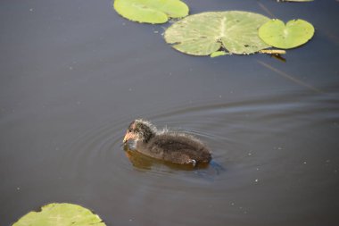 Nieuwerkerk aan den Ijssel Halka Kanalı'nda nilüfer yaprakları arasında Avrupa coot Chicks