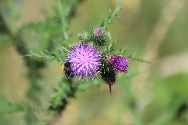 Purple Flowers Wild Thistle Plant Park Hitland Netherlands — Stock Photo, Image