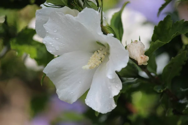 Cabezas Flores Púrpuras Blancas Planta Hibisco Con Gotas Agua Jardín — Foto de Stock