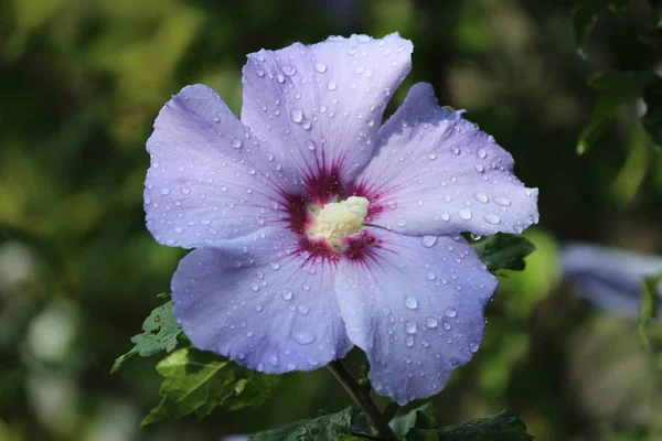 オランダの庭に水滴を落とすハイビスカス植物の紫と白の花の頭 — ストック写真