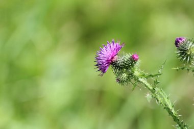 Hollanda'da Park Hitland vahşi devedikeni bitkinin Mor çiçekler