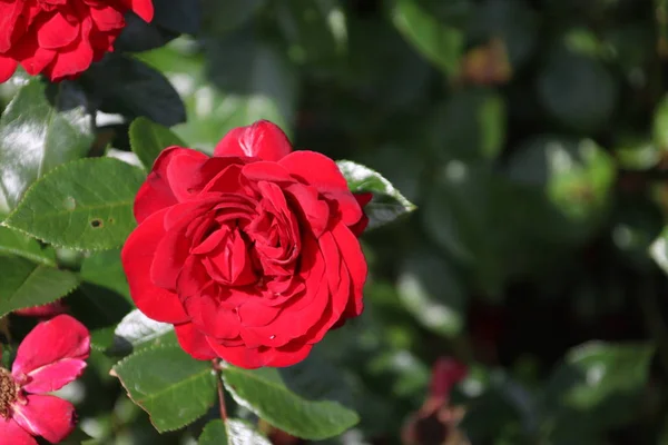 Głowa Kwiatów Czerwonej Róży Rozrastającej Się Rosarium Boskoop Holandii — Zdjęcie stockowe