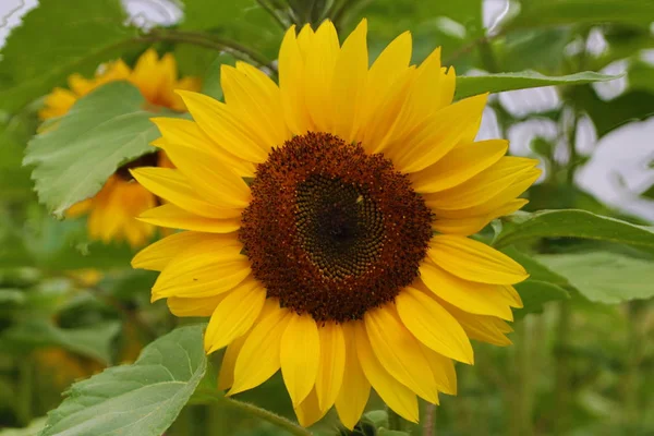 Blütenkopf Einer Sonnenblume Garten Nieuwerkerk Aan Den Ijssel Den Niederlanden — Stockfoto