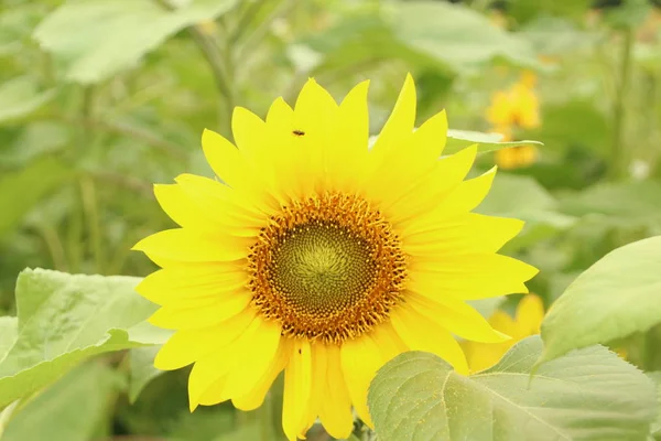 Квіткова Голова Соняшника Саду Ньюверкерк Ден Айсел Нідерланди — стокове фото