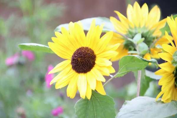 Blütenkopf Einer Sonnenblume Garten Nieuwerkerk Aan Den Ijssel Den Niederlanden — Stockfoto