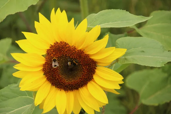 オランダのニウヴェルカーク アアン イッセルの庭のヒマワリの花の頭 — ストック写真