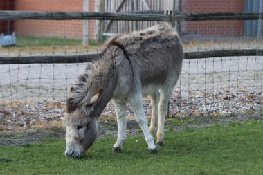 Hollanda'da Moerkapelle bir çiftlikte bir çayır eşek