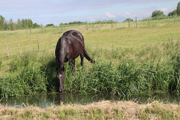 オランダのニュウヴェルカーク アーン イッセルの農地の茶色の馬 — ストック写真