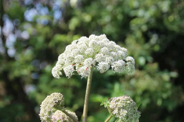 Bloemen Van Fluitekruid Park Hitland Ontmoette Insecten Nieuwerkerk Aan Den — Stockfoto