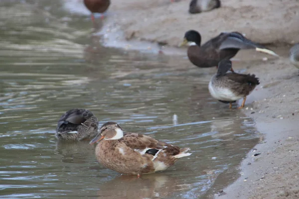 Patos Selvagens Uma Praia Lago Interior Veluwe Holanda — Fotografia de Stock