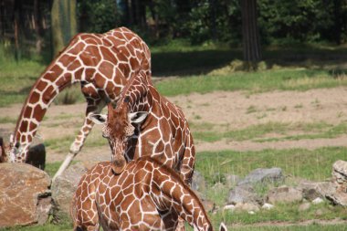 Hollanda'da Rotterdam Blijdorp Hayvanat Bahçesi dış kafeste Zürafa