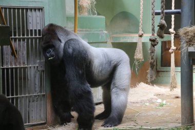 Goril Rotterdam Blijdorp Hayvanat Bahçesi, 2007 yılında insanlar yaralandı onun kaçış nedeniyle ünlü Bokito adlı 