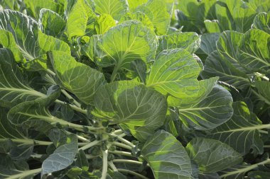 Moerkapelle'de bir tarım arazisi üzerinde küçük brüksel lahanası yetiştirilen bitkiler