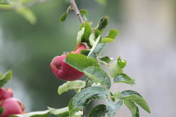 Jonagold Jabłko Wiszące Drzewie Częściowo Spożywane Przez Kawka Latem — Zdjęcie stockowe