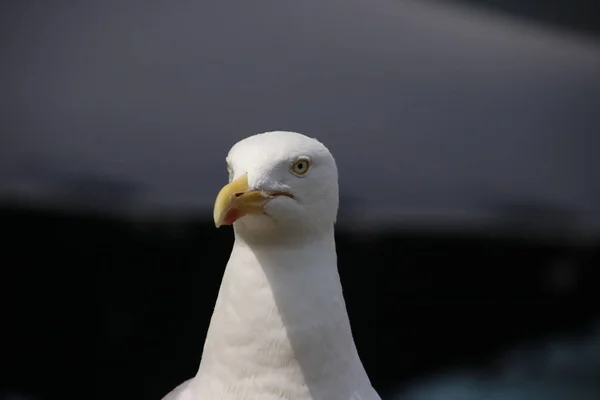 Seagull head in close up taken in the Netherlands