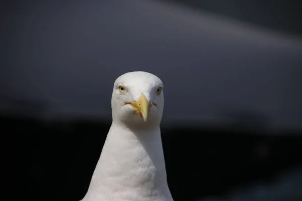 Seagull head in close up taken in the Netherlands