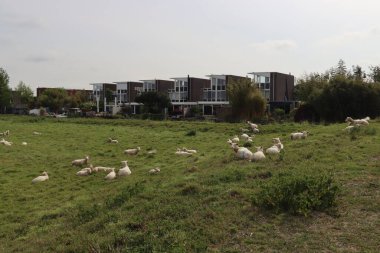 Hollanda 'daki Nieuwerkerk aan den IJssel' de bir hendek hendeğinde koyunlar ve kuzular