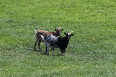 Hollanda 'da bir çiftlikteki keçi, evcil bir memeli.