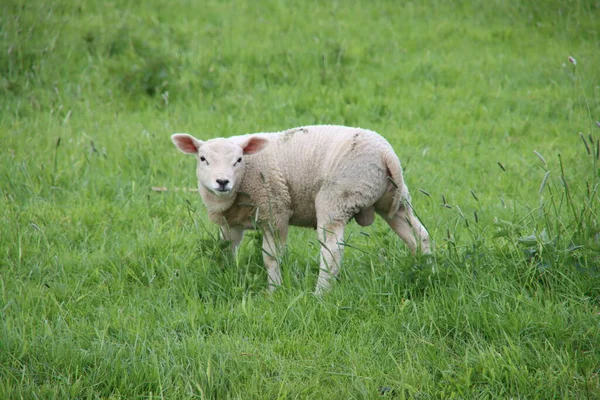 Een Jong Lam Het Gras Van Een Weiland Moordrecht — Stockfoto